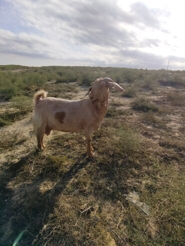 yerli inekler: Dişi, il: 5, Damazlıq, Ünvandan götürmə