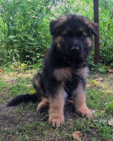 İtlər: Alman çoban iti, 2 ay, Erkek, Sənədli, Pulsuz çatdırılma — 26