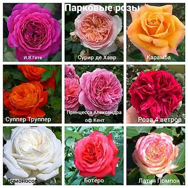 Роза: Саженцы — 10