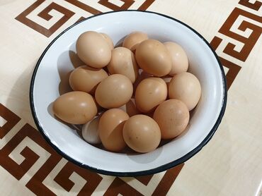 сут машина: Avstrolop yumurtası