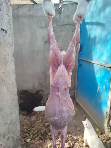 Ət: Salam temiz kaliforniya sortu🐇 dovsha eti isdeyen — 23