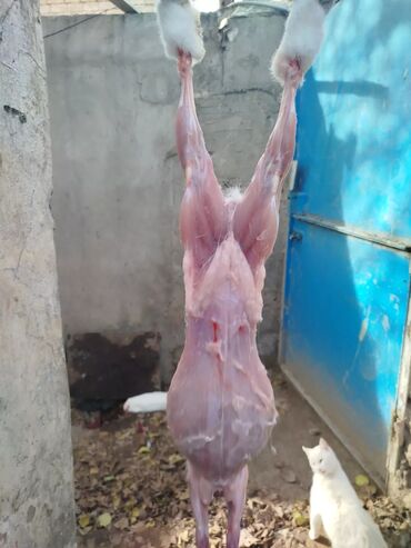 Ət: Dovşan eti halal kesilmiş halal ceki 1 ededi gelir 1k.800q. 1k.500q -da lalafo.az — 43 Ət: Dovşan eti halal kesilmiş halal ceki 1 ededi gelir 1k.800q. 1k.500q — 43