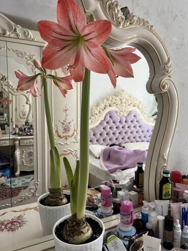 цветы большие комнатные: Гиппеаструм вдохновляет своим прекрасным цветением большие луковицы по