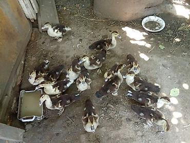 ordek sekilleri: Muscovy (indoutka) ördək balaları satılır.15 dənəsini alana biri pay — 1