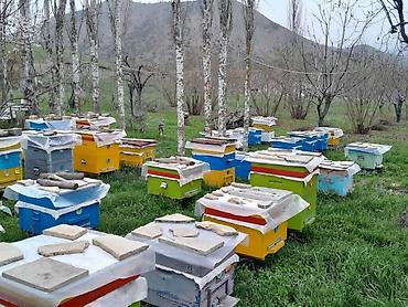 bakida cins ineklerin satisi: Arı ailəsi satılır (Quba). Arılar tam sağlamdır, profilaktik tədbirlər — 5