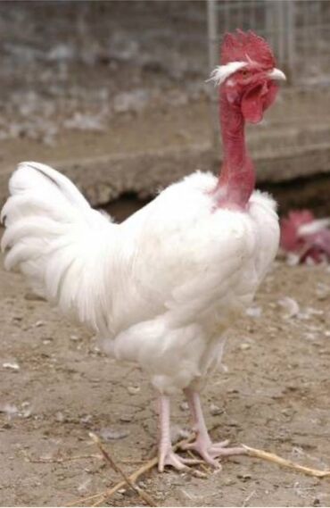 вольеры для маленьких собак: Salam. Lüt bogaz toyuqlar ve Xoruz lazimdi ancaq ağ rəngdə. Kimde