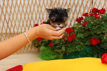Psi: Yorkshire terijeri (Yorkie) – štenad Na prodaju preslatka štenad mini — 7