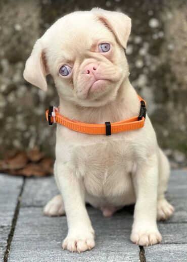 Psi: Pink Mops štenci na prodaju, stari 2 meseca. Moguća dostava na Vašu na lalafo.rs — 8 Psi: Pink Mops štenci na prodaju, stari 2 meseca. Moguća dostava na Vašu — 8