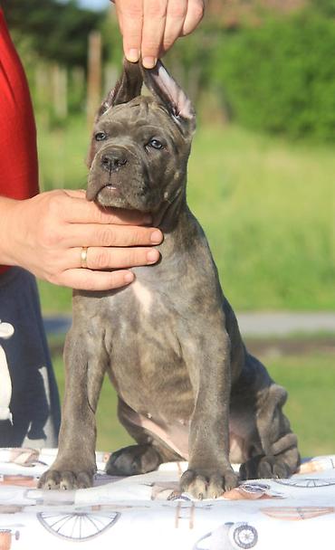 Psi: Cane Corso štenci U ponudi veoma perspektivni štenci iz različitih — 8