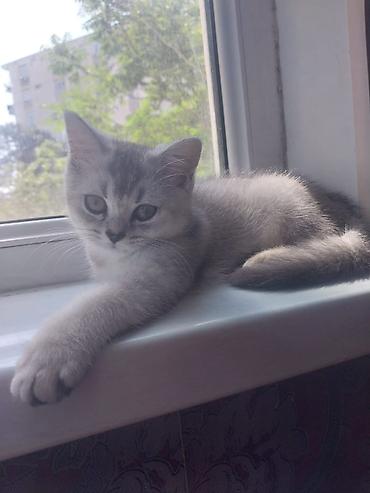 пушистые коты: Шотландская — 6