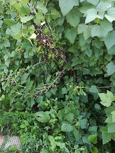 Другие услуги: Продаётся саженцы 2-3 летки чёрной смородины Титания, красной — 9