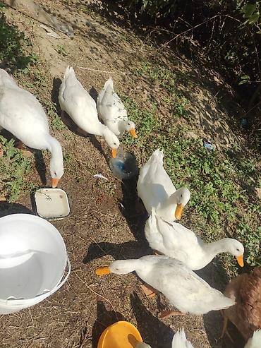 Təcili ördək satılır böyükduler 9 eded qalib 9 AZN biri lalafo.az -da Təcili ördək satılır böyükduler 9 eded qalib 9 AZN biri
