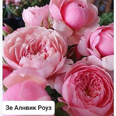 Бөлмө розалары: Көчөттөр — 7