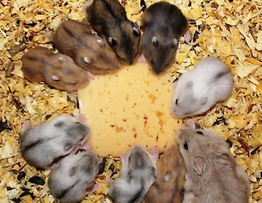 Зоотовары: Клетки очень дешево. распродаю остатки. цены от 500 до 1200 сом — 20