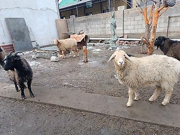 Баран, овца: Продаю | Баран (самец) | Для разведения | Матка — 10