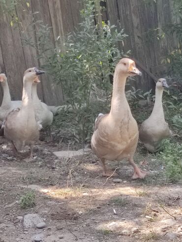Toyuqlar: Linda Kuban Qazlar 9 boyuk 2 bala qaz 2 erkek 7 fere. hamisi bir