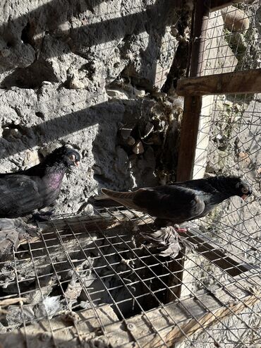 Птицы: Продаю голубей!!!! На фото представлены голуби разных пород. Цены на — 33