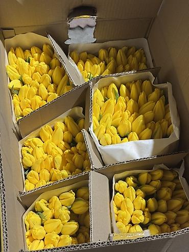 Букеты из живых цветов: Тюльпаны срезанные — оптом и в букетах - Ассортимент цветов: жёлтые at lalafo.kg — 11 Букеты из живых цветов: Тюльпаны срезанные — оптом и в букетах - Ассортимент цветов: жёлтые — 11