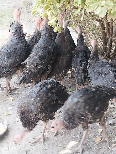 qiz pisik adlari: 34ədəd 3aylıq amerkan bronz sort hinduşkalardır tam sağlamdırlar, kom — 4