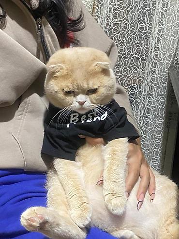 Кошки: Шотландская, Самец, Для вязки — 3
