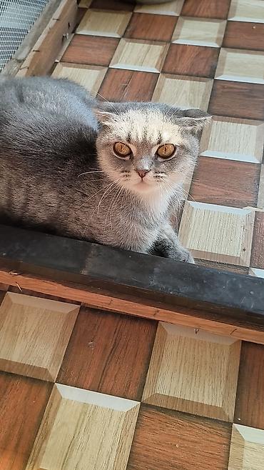 bala pişik satışı: Sallaqqulaq sotland disi bala 7 ayliq. wp yazin catdirilma var. 40 — 3