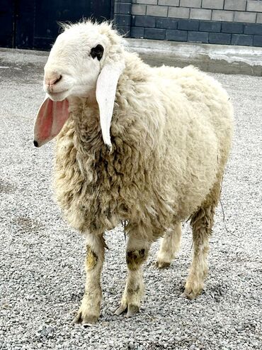 порода овец долан: Продаю | Баран (самец) | Гиссарская, Долан, Арашан | Для разведения, Для шерсти | Племенные, Осеменитель