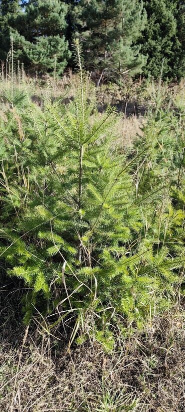 Декоративные деревья: Саженцы деревьев: Ели — 16