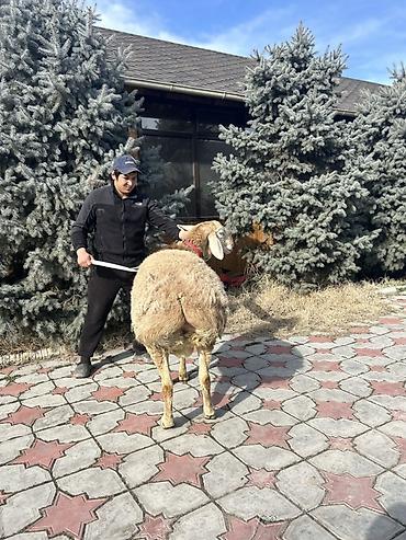 Баран, овца: Продаю | Баран (самец) | Для разведения | Племенные — 14
