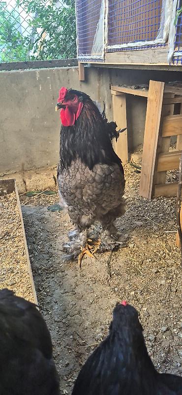 brama toyuqları: Brahma cinsindən dekorativ toyuqlar və xoruzlar - Rənglər: qara (ipək — 4