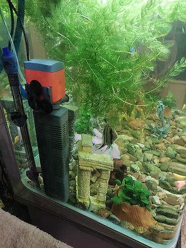 Аквариумы: Заводской аквариум на 250 литров, полностью укомплектован с рыбками и — 10