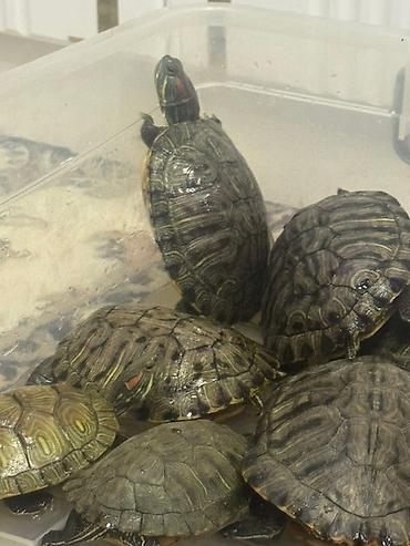 Другие с/х животные: Красноухие черепахи разные размеры - В наличии несколько особей, на — 5