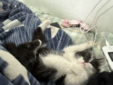 щенки кане корсо в дар: Отдам даром lalafo.kg да щенки кане корсо в дар: Отдам даром