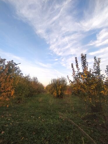 Torpaq sahələrinin satışı: 203 sot, Kənd təsərrüfatı, Makler, Kupça (Çıxarış), Bələdiyyə, Texniki pasport -da lalafo.az — 7 Torpaq sahələrinin satışı: 203 sot, Kənd təsərrüfatı, Makler, Kupça (Çıxarış), Bələdiyyə, Texniki pasport — 7