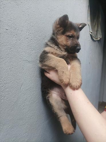 Продажа собак: Щенки немецкой овчарки 01.01.26 мальчик и девочка - Порода: немецкая — 4