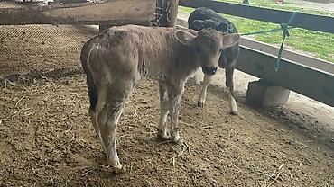 Коровы, быки: Продаю | Бык (самец), Тёлка | Для разведения — 4