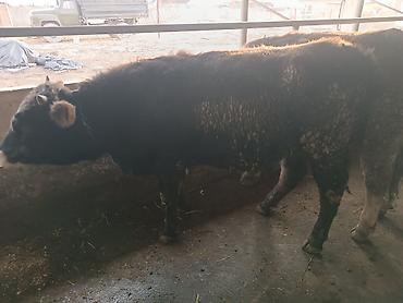 Коровы, быки: Продаю | Бык (самец) | На откорм | Привязанные — 9