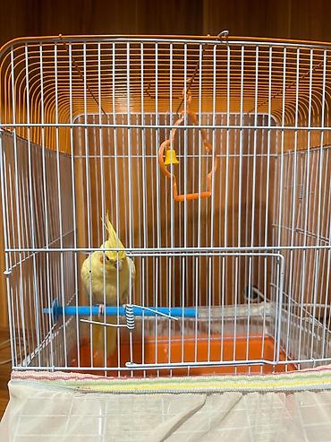 tutuqu: Növ: Nimfa (Cockatiel) – sarı rəng popuqay qefesle birlikte satilir — 5
