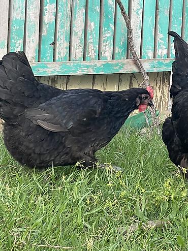 Toyuqlar: Toyuq, Australorp, Damazlıq — 17