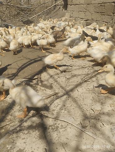 ördək balası və cücə: Ağ rəngli ördək balaları - Növ: yerli ağ ördək balaları (pekin tipinə — 6