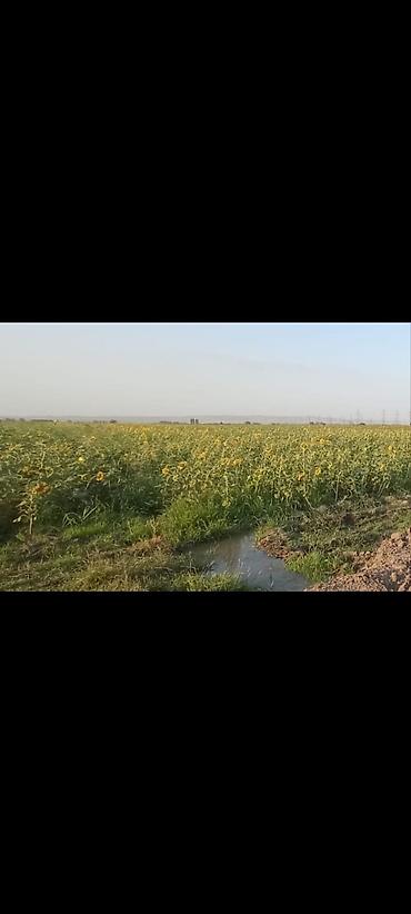 yeni emlak kiraye: 200 sot, Kənd təsərrüfatı, Kupça (Çıxarış) — 3