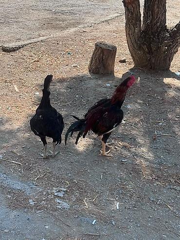 корм для собак баку: Barter edirem yerli toyuqlarla — 7