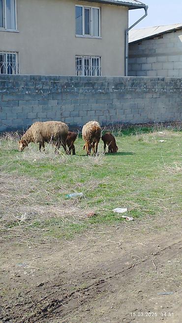 Баран, овца: Продаю | Овца (самка) | Для разведения | Матка — 6