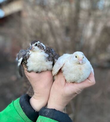 козу кочкор сатылат: Продам перепел