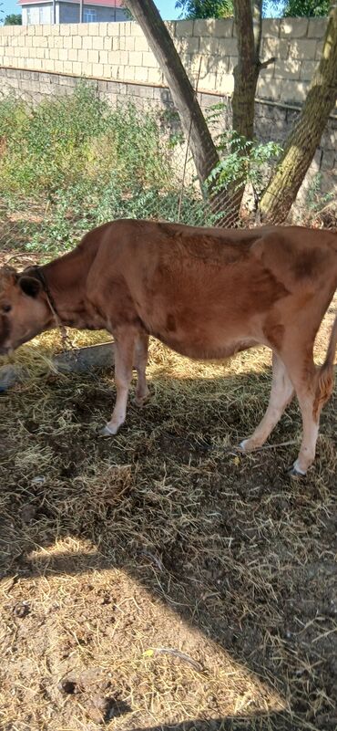 2 ayliq cuceler: Orta ölçülü, açıq qəhvəyi rəngli dana. Bu dana sağlam görünüşə at lalafo.az 2 ayliq cuceler: Orta ölçülü, açıq qəhvəyi rəngli dana. Bu dana sağlam görünüşə