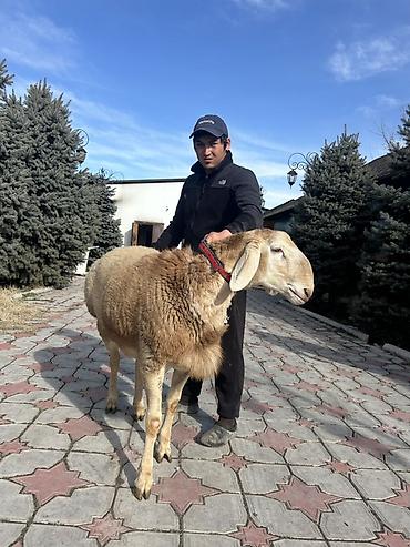 Баран, овца: Продаю | Баран (самец) | Для разведения | Племенные — 7