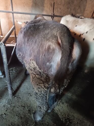 Коровы, быки: Продаю | Бык (самец) | На откорм | Привязанные — 2