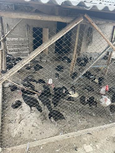 простые птички: Продам домашнюю птицу с подворья. - Гуси белые с серыми отметинами — 4