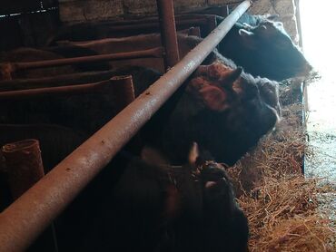 Inəklər, öküzlər: 6 baş dana satılır — 20