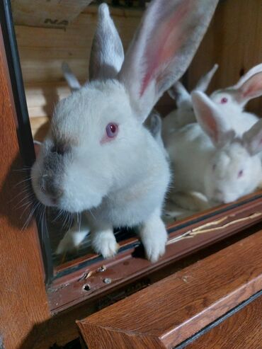 Gəmiricilər: 10azndan - 20azna qədər qiymetler deyişir Diri çəkiləri 1kq -3kq -da lalafo.az — 2 Gəmiricilər: 10azndan - 20azna qədər qiymetler deyişir Diri çəkiləri 1kq -3kq — 2