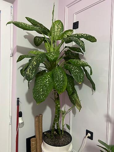 Монстеры: Монстера делициоза (Monstera deliciosa) – крупное — 39